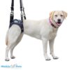 rear support dog harness