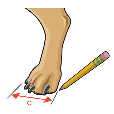 how to measure paw width