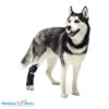 Rear dog rehabilitation sock