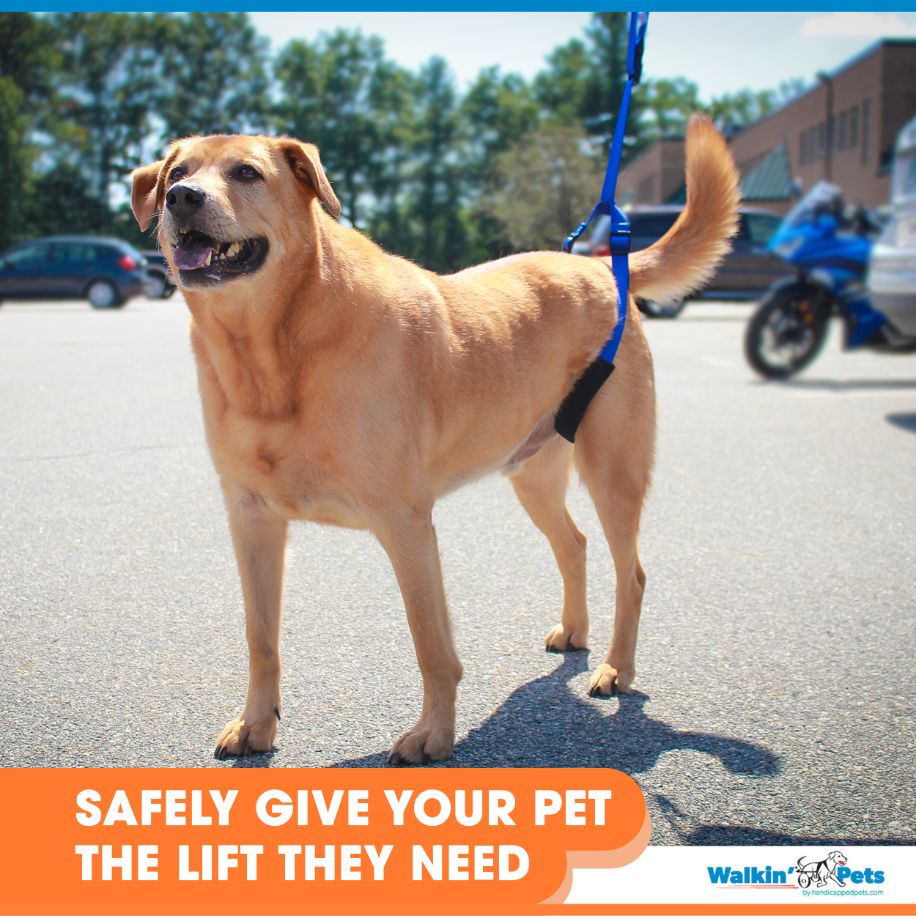 use rear support leash to "safely give your pet the lift they need"
