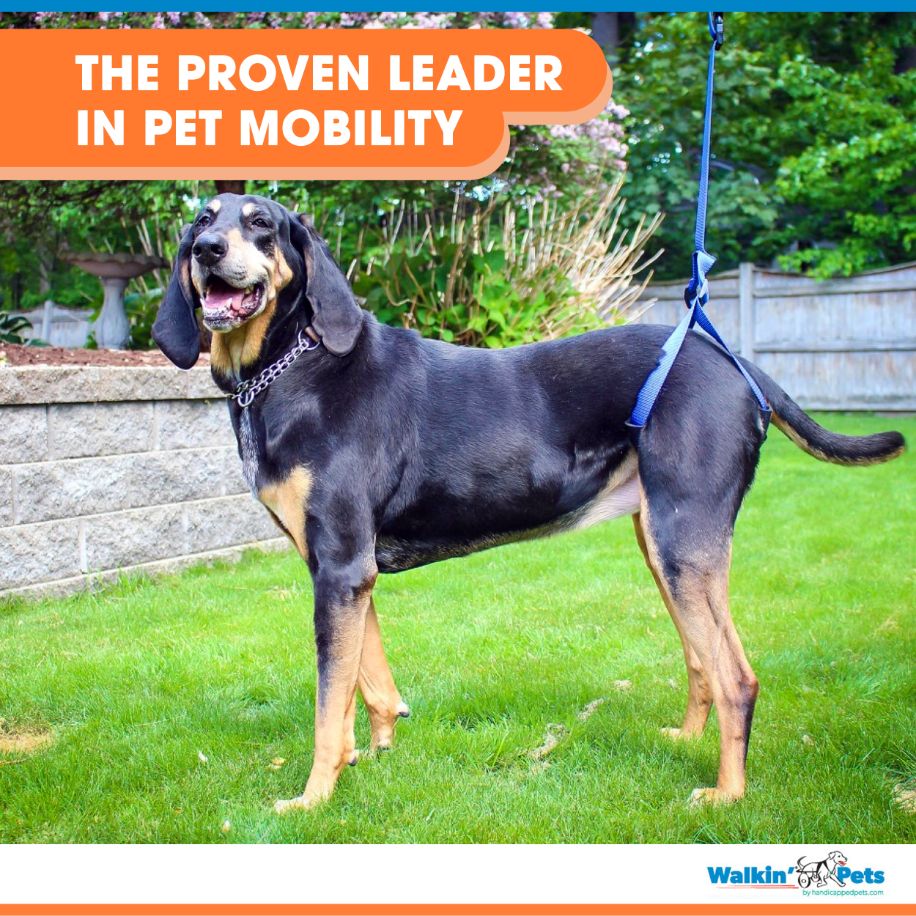 Walkin' Pets "the proven leader in mobility"