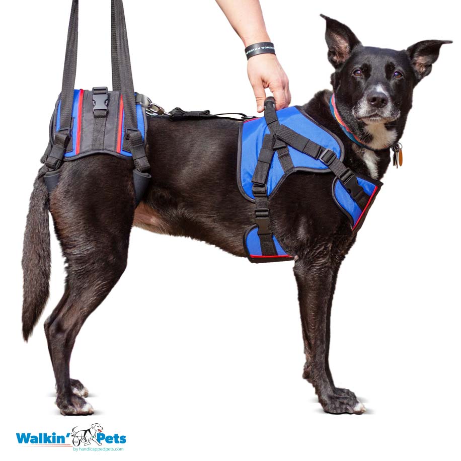 dog full support harness