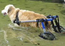 Dog in Water in Wheelchair