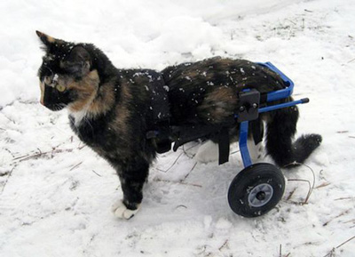 Cat in Wheelchair