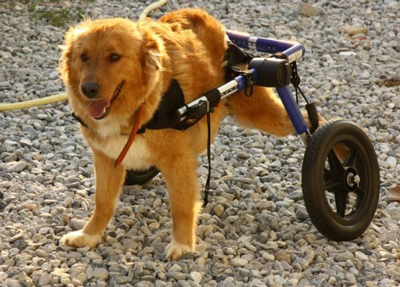 Golden in Walkin' Wheels Wheelchair
