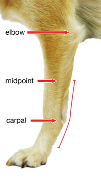 carpal splint measurement