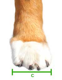measure paw