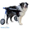 Walkin' Wheels MEDIUM Dog Wheelchair