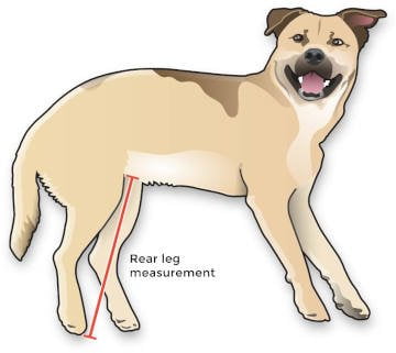 large dog rear leg measurement