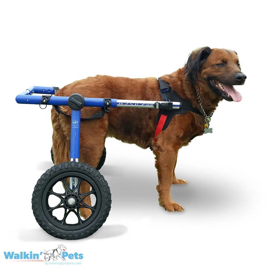 Walkin' Wheels LARGE Dog Wheelchair