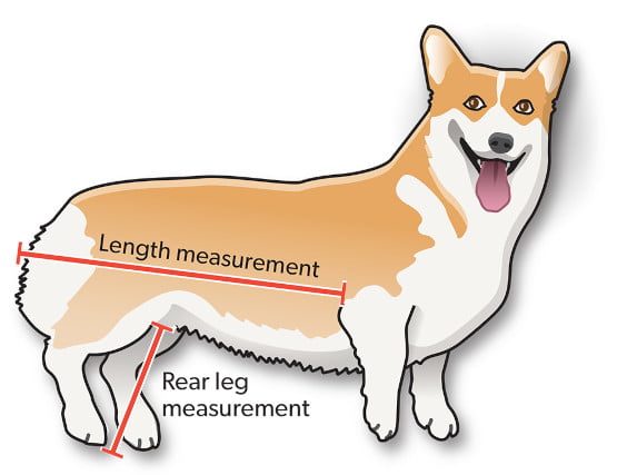 corgi measuring guide