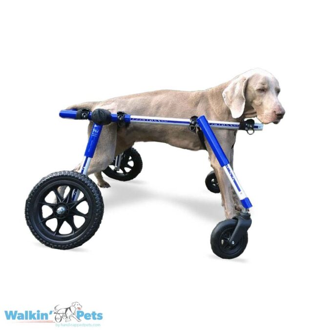 Medium Fully Supportive Dog Wheelchair Weimaraner