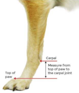 Top of Paw Chart