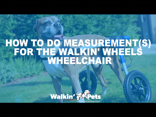 Walkin’ Wheels DACHSHUND Wheelchair