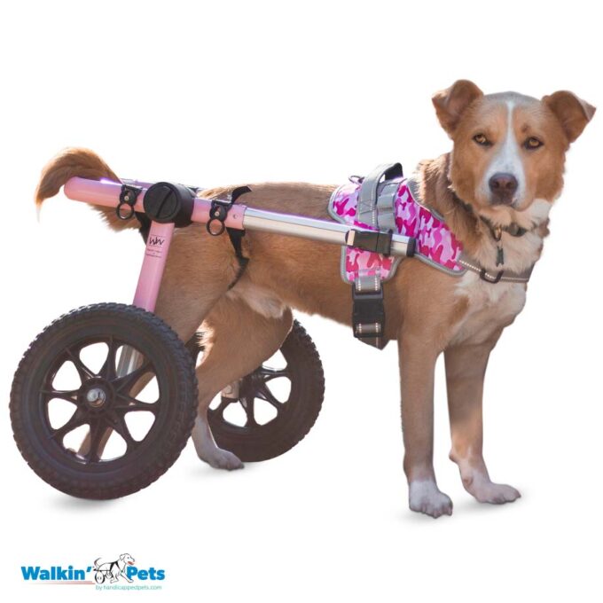 dog wheelchair compatible harness