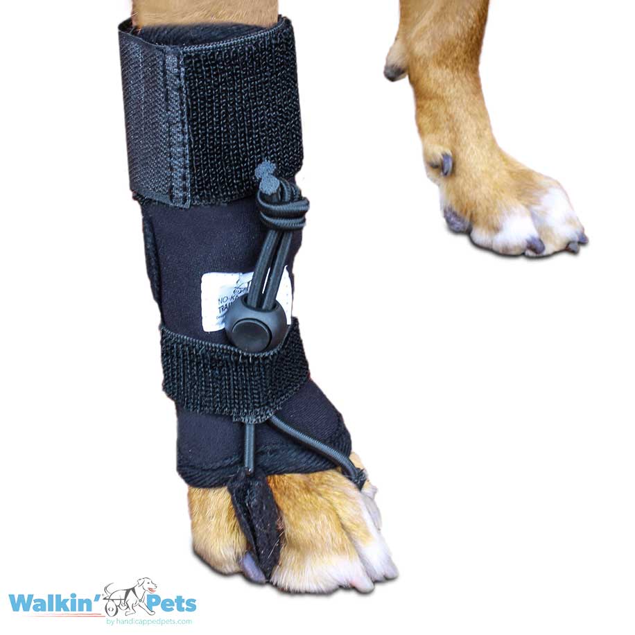 Dog sales knuckling brace