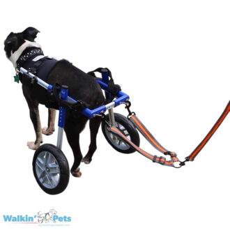 Wheelchair Leash Dog