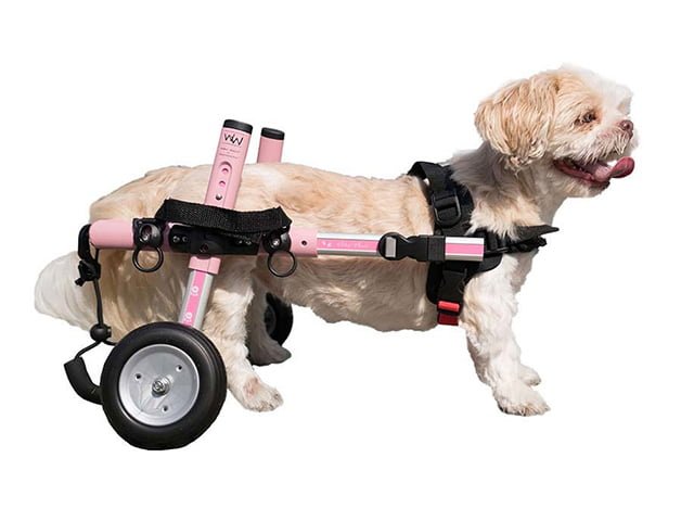 small dog wheelchair
