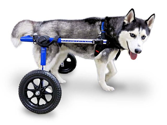 medium dog wheelchair