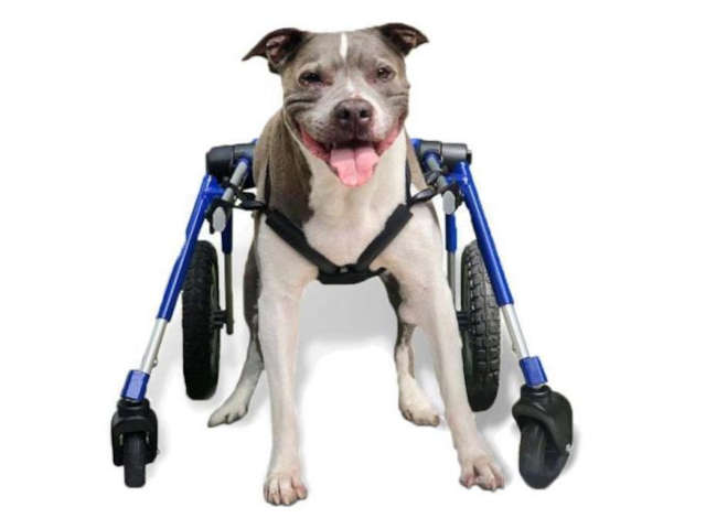 quad dog wheelchair