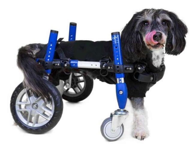 small full support dog wheelchair