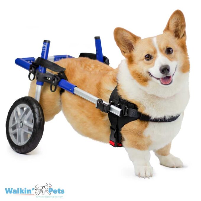 Rear Wheelchair Corgi