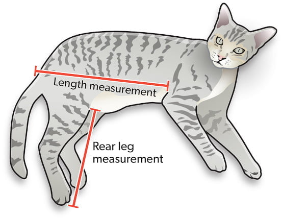 cat measurement
