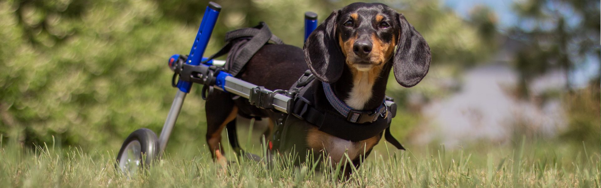 dog in wheelchair