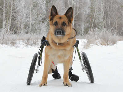 dog in wheelchair