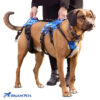 Buddy Up Harness Front and Rear